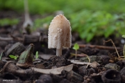 <h5>Ink cap or Inky cap - "Coprinopsis atramentaria"</h5><p>It is a widespread, common fungus which is found throughout the northern hemisphere. Clumps of mushrooms arise after rain from spring to autumn. It is commonly seen in urban and disturbed habitats such as vacant areas and lawns, as well as grassy areas.																																																																																																																																																																																																																																																																																																																																																																																																																																																																																												</p>