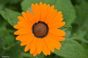 <h5>Gousblom - Arctotis Family </h5><p>Flower from August to November. Different colors can be found which range from white, yellow, orange, pink or purple, often darker marks at the base.																																																																																																																																																																																																																																																																																																																																																																																																																																																																																												</p>