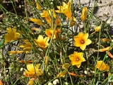<h5>Romulea Saldanhenisis</h5><p>This is an endangered specie plant. It only grows in certain areas in the Saldanha Nature Reserve. It is also the only place in the world where it can be found.																																																																																																																																																																																																																																																																																																																																																																																																																																																																																												</p>