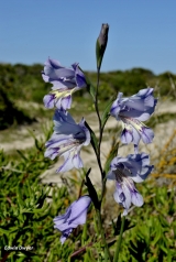 <h5>Saldanha pypie - "Gladiolus caeruleus"</h5><p>Perennial which grows to 40-60 cm. It has soft texture leaves.It bears fragrant 2 lipped pale blue flowers with dark spotting on the lower tepals with a tube of about 15 mm long. Can be found on the limestone outcrops and chalky sands around Saldanha Bay. it Flower from August to September.  		 																																																																																																																																																																																																																																																				  																																																																																																																																																																																																																											</p>