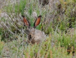 <h5>Cape hare - "Lepus capensis)</h5><p>																																																																																																																																																																																																																																														</p>
