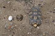 <h5>Angulate Tortoise - "Chersina angulata"</h5><p>The angulate tortoise can be found in  sandy coastal regions with fynbos as the preferred habitat. They are shy and reserved, usually retreating into their shell at the first disturbance. The males have a large gular which which they use to overturn opponents when competing for females. The plastron are reddish in colour which gave rise to the  name of "Rooipens skilpad". Male angulates grow larger than the females.																																																																																																																																																																																																																																																																																</p>