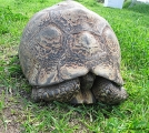 <h5>Leopard tortoise or Mountain Tortoise - "Stigmochelys pardalis"</h5><p>The Leopard Tortoise typically lives 80 to 100 years. It is the fourth largest species of tortoise in the world,  after the African spurred tortoise, the Galapagos tortoise, and Aldabra giant tortoise. This is the most widely distributed tortoise in Southern Africa. It only reaches sexual maturity between the ages of 12 and 15 years. After mating, the female lays a clutch consisting of 5 to 18 eggs. 																																																																																																																																																																																																																																																																															</p>