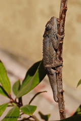 <h5>Cape Dwarf Chameleon - "Bradypodion pumilum"</h5><p>The Cape dwarf chameleon, is native to the  Western Cape, and regions around Cape Town. It grows over 15 cm in length, including the tail.  Sunlight is a prerequisite for this cold-blooded reptiles.  They survive only in sunny gardens, which have lots of bushy and varied vegetation. The colour of chameleons will sometimes changed for camouflage or to match the environment. It is also used as a way of expressing mood and communicating.  																																																																																																																																																																																																																																																																										</p>