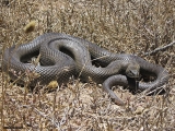 <h5>Mole Snake - "Pseudaspis cana"</h5><p>The mole snake is a species of snake in the family Colubridae. It is native to much of southern Africa. The mole snake can grow to lengths of up to 2 m. It has a small head and pointed snout. It also has a firm, tubular body. This snake is not venomous. The primary food source  is golden moles , rodents, and other small mammals.																																																																																																																																																																																																																																														</p>