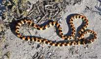 <h5>Spotted Harlequin - "Homoroselaps lacteus"</h5><p>These snakes average 30 – 40 cm with a maximum length of 65 cm. Two species can be found. "H lacteus" in the Western Cape and "H doralis" in the north.  "H lacteus" is brightly coloured, small and slender with a rounded head. It is patterned in black and yellow with bright red dorsal stripe. 	"H doralis" has a  yellow dorsal stripe. It feeds on legless skinks, blind snakes, other snakes and small lizards. Little is known of the venom of this snake and it is believed to be mildly cytotoxic, which causes pain and swelling. Antivenom is not required. No danger to man. 																																																																																																																																																																																																																																											</p>