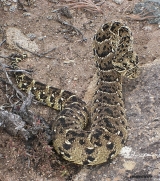 <h5>Puff Adder - "Bitis arietans"</h5><p>This snake is thick, heavily built snake has a large, flattened, triangular head and large nostrils which point vertically upwards. 	This species is probably the most common and widespread snake in Africa. It is most often associated with rocky grasslands. Their prey includes mammals, birds, amphibians, and lizards. This species is responsible for more snakebite fatalities than any other African snake. The venom has cytotoxic effects and is one of the most toxic of any vipers. About 100 mg is thought to be enough to kill a healthy adult human male. 																																																																																																																																																																																																																																													</p>