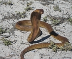 <h5>Cape Cobra - "Naja nivea"</h5><p>The Cape cobra is also known as the "geelslang" (yellow snake) and "bruinkapel" (brown cobra).	 It is most easily distinguished by it’s ability to spread a hood. This snake can grow up to 2 meters. This snake is highly venomous and possesses neurotoxic toxic venom. 	Medical help should be sought immediately if bitten. It feeds on rodents, birds, lizards,toads and other snakes. 																																																																																																																																																																																																																																															</p>