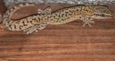 <h5>Cape gecko - "Pachydactylus capensis"</h5><p>Most species are nocturnal and feed mainly.
on arthropods.																																																																																																																																																																																																																																																															</p>