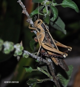 <h5>Migratory locust - Family Arcididae - "Locusta migratoria"</h5><p>It is the most widespread locust species, and the only species in the genus Locusta. It occurs throughout Africa, Asia, Europe, Australia and New Zealand. The Migratory Locust is a large insect, with body length varying from 35 to 50 mm for males and from 45 to 55 mm for females. Migratory locusts can jump up to 9.8 meters, as they open their wings when they jump. These locusts love to eat and can consume their own weight in food every single day. In large population numbers they can be  devastating, as both larvae and adults eat huge quantities in food.																																																																																																																																																																																																																																																																																																																																																																																																																																																																																																																																																																																																																																																																																																																																																																																																																																																																																																																																																																																																																																																																																																																																																																																																																																																																																																																																																																																																																																																																																																					</p>