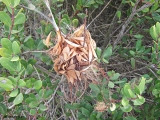 <h5>Ants nest</h5><p>																																																																																																																																																																																																																																																																																																																																																																																																																																																																																																																																																																																																																																																																																																																																																																																																																																																																																																																																																																																																																																																																																																																																																																																																																																																																																																																																																																																																																																																																																																					</p>