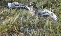 <h5>Spotted thick-knee - "Burhinus capensis"</h5><p>																																																																																																																																																																																																																																																																																																																																																																																																																																																																																																																																																																																																																																																																																																																																																																																																																																																																																																																																																																																																																																																																																																																																																																																																																																																																																																										</p>