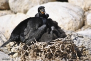 <h5>Cape cormorant - "Phalacrocorax capensis"</h5><p>																																																																																																																																																																																																																																																																																																																																																																																																																																																																																																																																																																																																																																																																																																																																																																																																																																																																																																																																																																																																																																																																																																																																																																																																																																																																																																										</p>