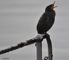 <h5>Cape cormorant - "Phalacrocorax capensis"</h5><p>																																																																																																																																																																																																																																																																																																																																																																																																																																																																																																																																																																																																																																																																																																																																																																																																																																																																																																																																																																																																																																																																																																																																																																																																																																																																																																										</p>