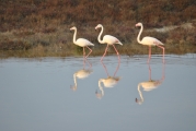 <h5>Greater flamingo - "Phoenicopterus ruber"</h5><p>																																																																																																																																																																																																																																																																																																																																																																																																																																																																																																																																																																																																																																																																																																																																																																																																																																																																																																																																																																																																																																																																																																																																																																																																																																																																																																										</p>