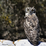 <h5>Spotted Eagle-Owl - " Bubo africanus"</h5><p>																																																																																																																																																																																																																																																																																																																																																																																																																																																																																																																																																																																																																																																																																																																																																																																																																																																																																																																																																																																																																																																																																																																																																																																																																																																																																																										</p>