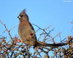 <h5>Speckled Mousebird - "Colius striatus"</h5><p>It is a species of mousebird in Southern Africa. The Speckled Mousebird is a frugivore which subsists on fruits, berries, leaves, seeds and nectar. This is a social bird feeding together in small groups of about half a dozen birds. It engages in mutual preening and roosts in groups at night.																																																																																																																																																																																																																																																																																																																																																																																																																																																																																																																																																																																																																																																																																																																																																																																																																																																																																																																																																																																																																																																																																																																																																																																																																																																																																																												</p>