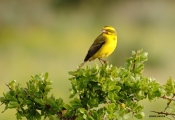 <h5>Yellow canary - " Crithagra flaviventris"</h5><p>																																																																																																																																																																																																																																																																																																																																																																																																																																																																																																																																																																																																																																																																																																																																																																																																																																																																																																																																																																																																																																																																																																																																																																																																																																																																																																										</p>