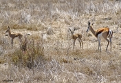 <h5>Springbok - "Antidorcas marsupialis"</h5><p>																																																																																																																																																																																																												</p>