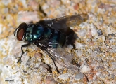 <h5>Blow Fly - Family Calliphoridae</h5><p>They often look like houseflies, but may be shiny green, blue, bronze or black. 	
Blow flies are attracted to decaying meat and are typically the first to come into contact with dead animals. The meat of dead animals is essential for larval survival and growth. They are also attracted to plants that give off the smell of rotting meat.																																																																																																																																																																																																																																																																																																																																																																																																																																																																																																																																																																																																																																																																																																																																																																																																																																																																																																																																																																																																																																																																																																																																																																																																																																																																																																																																																																																																																																																																</p>