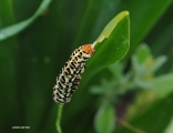 <h5>Garden Acraea - "Acraea horta" (butter fly in worm stage)</h5><p>																																																																																																																																																																																																																																																																																																																																																																																																																																																																																																																																																																																																																																																																																																																																																																																																																																																																																																																																																																																																																																																																																																																																																																																																																																																																																																																																																																																																																																																																			</p>