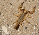 <h5>Scorpion - Order Scorpiones</h5><p>Scorpions are predatory arachnids of the order Scorpiones. They have eight legs and are easily recognized by the pair of grasping pedipalps and the narrow, segmented tail, often carried in a characteristic forward curve over the back, ending with a venomous stinger. 

																																																																																																																																																																																																							</p>