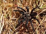 <h5>Baboon Spider or Tarantula - "Pterinochilus lapalala" "</h5><p>Pterinochilus is a genus of tarantulas, in the subfamily known as baboon spiders. Baboon spiders are a subfamily of tarantulas which are native to the continent of Africa. They are impressive, charismatic animals with little known about their biogeography and ecology. Baboon spiders will feed on anything they can kill. In spite of their posturing though, baboon spiders are harmless to humans. They have long fangs, and they do possess large venom glands, but the bite is only painful; it causes no systemic symptoms. 																																																																																																																																																																																																												</p>