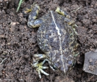 <h5>Cape Sand Toad - "Vandijkophrynus angusticeps"</h5><p>																	</p>