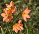 <h5> Ixia or Tulp or Kalossie - "Moraea miniata" Previously "Homeria miniata"                                                                                                     </h5><p>Moraea miniata (previously Homeria miniata) is a perennial geophyte with salmon, yellow or white flowers.  It belongs to the Iridaceae family. The flower has a star-shaped yellow patch in the centre covered in fine speckles. The central star is delineated here by angular lines at the base of the six tepals. This plant is poisoness.  Can be found from Namaqualand to the Southwestern Cape. 																																																																																																																																																																																																												</p>