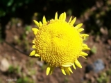 <h5>Buttons or Knoppies or Ganskos - "Cotula turbinata" </h5><p>It is a annual herb which grows to 5 to 30 cm. It has finely twice or thrice-divided leaves. It bears radiate yellow flower-heads between 8 to 12 mm in diameter on leafless peduncles. Grow in sandy and disturbed places in the Southwestern Cape.																																																																																																																																																																																																																																																																																																																																																																																																																								</p>