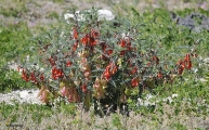 <h5>Sutherlandia or Kankerbos - "Lessertia frutescens"</h5><p>Grows in the form of a shrub. It has small leaves divided into oblong, grayish green leaflets that are hairy on top. It bears red flowers which are 25 to 35 mm long. The pods are large and papery and hairless. It grows in sandstone and shale flat  and slopes from Namaqualand to the Southwestern Cape. It flower from July to December.																																																																																																																																																																																																																																																																																																																																																																																																																									</p>