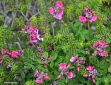 <h5>Kusmalva - "Pelargonnium capitatum"</h5><p>This plant is a shrubby or bushy, low-growing plant. It grows to a height of ± 0.3 m and about 1.5 m wide. Individual side branches can grow to a length of 0.6 m. They are commonly found growing in disturbed areas. The plant is cultivated for its oil.	The leaves can be rubbed into the hands to soothe calluses and scratches. It can also soften cracked heels and skin. It can also be tied to a piece of rope and used in the bath as a skin and wash treatment which also soothes rashes. A tea made from the leaves was an old remedy used by people from the Cape to treat kidney and bladder ailments, stomach cramps, nausea, vomiting, diarrhoea and flatulence. The plant grows on the coastal dunesand flats from the West Coast to KwaZulu-Natal. It flower from September to October.																																																																																																																																																																																																																																																																																																																																																																																																																							</p>
