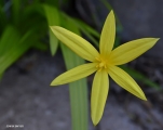 <h5>Autumn Star or Ploegtyd blommetjie- "Empodium plicatum"  Starflower family)</h5><p>Empodium is a genus from Southern Africa in the Hypoxidaceae family that is similar to Hypoxis and Spiloxene. Flowers are borne close to the ground by a floral tube and differ from Spiloxene flowers that have a distinct stalk. The rootstock is a corm and the flowers are star shaped. Leaves are lance shaped. It grow in damp clay and granite flats and lower slopes in the Southwestern Cape. It flower from April to June.																																																																																																																																																																																											</p>