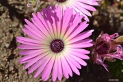<h5>Livingstone daisy or Bokbaaivygie - "Dorotheanthus bellidiformis"</h5><p>It is a low-growing succulent annual growing to 25 cm. It has tongue-like to paddle-shaped leaves. It bears red,yellow,pink, or white flowers which is 20 to 30 mm in diameter. Grow mostly in sandy flats in the Southwestern Cape. It flower from August to September.																																																																																																																																																																																																																																																																																																																																																																																																																																																																																																																																																																																																																																																					</p>