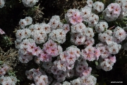 <h5>Papierblom or Strandroos - "Limonium perigrinum"</h5><p>Limonium is a genus of 120 flower species. It is a evergreen shrub that can grow up to 1 m. It has leathery leaves and bears flat topped clusters of pink and magenta flowers. Can be found on coastal dunes in Namaqualand and on the West Coast. It flower from August to January.  																																																																																																																																																																																																																																																																																																																																																																																																																								</p>