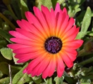 <h5>Livingstone daisy or Bokbaaivygie - "Dorotheanthus bellidiformis"</h5><p>It is a low-growing succulent annual growing to 25 cm. It has tongue-like to paddle-shaped leaves. It bears red,yellow,pink, or white flowers which is 20 to 30 mm in diameter. Grow mostly in sandy flats in the Southwestern Cape. It flower from August to September.																																																																																																																																																																																																																																																																																																																																																																																																							</p>