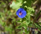 <h5>Blue pimpernel or blouselblommetjie - Anagallis arvenis</h5><p>Pimpernel is typically an annual or short-lived perennial species. Plant can be found individually or in small clumps. The flower usually occurs at the top of a long flower stalk. Can be found on lower slopes and well drained soils. This plant was widely used in the past to treat toothache, liver problems, snake bites and kidney inflammation. 																																																																																																																																																																																																																																																																																																																																																																																																							</p>