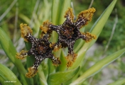 <h5>Spider Lily or Spider Iris                                                                                                                                                                                                                                                                                                                                                                                                                                                                                                                                                                                                                                                                                                                                                                                             - "Ferraria crispa" </h5><p>It is a densely branched perennial which grows up to 40 - 80 cm. it has narrow shaped leaves. It bears a star shaped brown to maroon to dark purple flower over yellow to cram. It flower during August to October. 																																																																																																																																																																																																																																																																																																																																																																																																							</p>