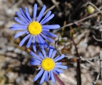 <h5>Astertjie - "Felicia tenella"</h5><p>It is a hairy annual which grows to 5 to 25 cm. It has narrow leaves that are coarsely bristly on the margins. It bears radiate flowerheads with blue, violet or white rays and a yellow disk. It grows near water or on the coastal dunes in the southwestern Cape. It flower from August to November.																																																																																																																																																																																																																																																																																																																																																																																																							</p>
