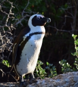 <h5>African penguin - "Spheniscus demersus"</h5><p>																																																																																																																																																																																																																																																																																																																																																																																																																																																																																																																																																																																																																																																																																																																																																																																																																																																																																																																																																																																																																																																																																																																																																																																			</p>