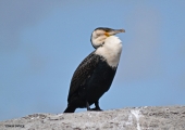 <h5>White-breasted cormorant - "Phalacrocorax lucidus"</h5><p>																																																																																																																																																																																																																																																																																																																																																																																																																																																																																																																																																																																																																																																																																																																																																																																																																																																																																																																																																																																																																																																																																																																																																																		</p>