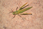 <h5>Katydids or Great Green Grasshopper - "Tettigonia viridissima"</h5><p>																																																																																																																																																																																																																																																																																																																																																																																																																																																																																																																																																																																																																																																																																																																																																																																																																																																																																																																																																																																																																																																																																																																																																																																																																																																																																																																																												</p>