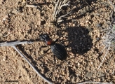 <h5>Ground Beetle - "Thermophilum decemguttatum" Family Carabidae</h5><p>																																																																																																																																																																																																																																																																																																																																																																																																																																																																																																																																																																																																																																																																																																																																																																																																																																																																																																																																																																																																																																																																																																																																																																																																																																																																																																																																												</p>