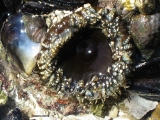 <h5>False plum anemone - "Pseudactinia flagellifera"</h5><p>																																																																																																																																																																																																																																																																																																																																																				</p>