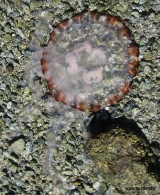 <h5>Jellyfish - "Chrysaora hysoscella"</h5><p>																																																																																																																																																																																																																																																																																																																																																				</p>