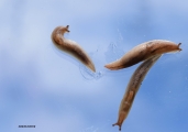 <h5>Slugs - "Genus Stylommatophora"</h5><p>Most slugs evolved from snails, losing all or part of their shell over time. When the weather turns hot and dry slugs must retreat into the soil or under vegetation to prevent drying out. It is estimated that, during warm summer months, as much as 90% of a garden’s slug population lives underground.	They eat about anything, from tender young plants, compost, fungi, and all sorts of rotting matter, even paper or cardboard. Slugs play an important role in nature, breaking down decaying matter and recycling it back into the soil.																																																																																																																																							</p>