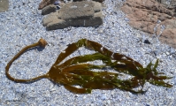 <h5>Split-fan kelp - "Laminaria pallida"</h5><p>																																																																																																																																																																										</p>