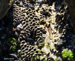 <h5>A live Coral in shallow water - Zooxanthellae</h5><p>Coral reefs are built over millions of years by tiny coral animals called polyps which is related to and looks like a tiny sea anemone, secretes a cup-shaped limestone skeleton in which it lives. The limestone par is called coral and the animals living in it Zooxanthellae.																																																																																																						</p>