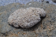 <h5>Dead piece of coral on the beach - Zooxanthellae</h5><p>Coral reefs are built over millions of years by tiny coral animals called polyps which is related to and looks like a tiny sea anemone, secretes a cup-shaped limestone skeleton in which it lives. The limestone par is called coral and the animals living in it Zooxanthellae.																																																																																																						</p>
