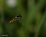 <h5>Syrphid Fly or Hover Fly - "Melangyna lasiophthalma"</h5><p>They are also called flower flies or hover flies and are common visitors to any garden. Most are tiny, but some are about the size of a large house fly. They mimics bees and wasps behaviour. They come in yellow, orange, and black colours and has often stripes or other intricate patterns that evoke a bee or wasp-like appearance. They have no stinger.They are are considered beneficial in the garden because their larvae feeds on aphids. 																																																																																																																																																																																																																																																																																																																																																																																																																																																																																																																																																																																																																																																																																																																																																																																																																																																																																																																																																																					</p>